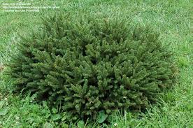 PICEA ABI PUMILA #5