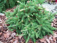 PICEA ABI PUSCH #3
