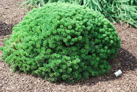 PICEA ABI SHERWOOD COMPACT #7