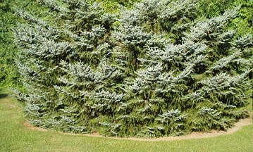 PICEA BIC HOWELLS DWFTAIL#7 SPDR