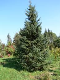PICEA GLA WHITE SPRUCE #3