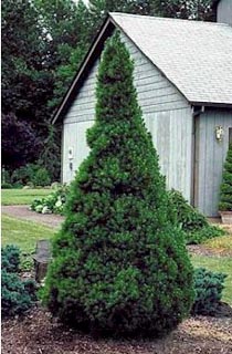 PICEA GLA BLUE TEARDROP #3