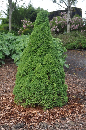 PICEA GLA DWF ALBERTA #5