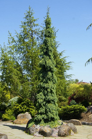 PICEA GLA PENDULA #20