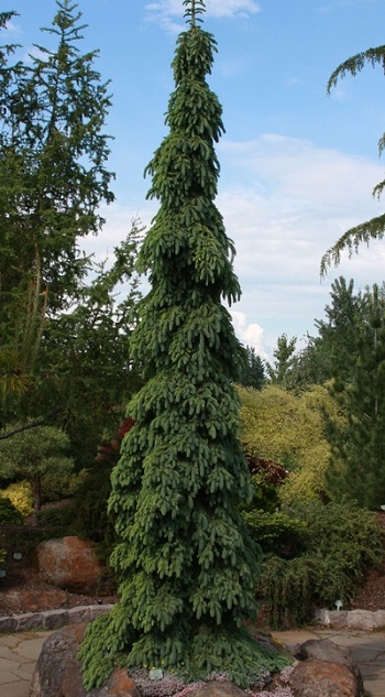 PICEA GLA PENDULA 6' BB