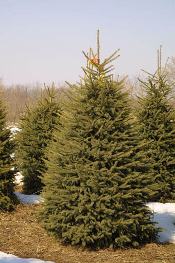 PICEA GLAUCA BLACK HILLS #15