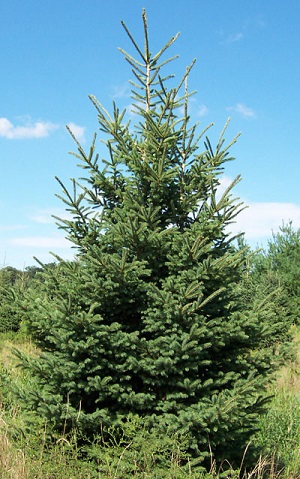 PICEA GLAUCA BLACK HILLS 6' BB