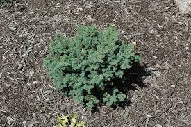 PICEA MAR NANA #5 BLUE NEST