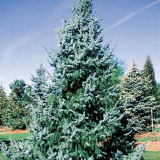 PICEA OMO BRUNS 7' BB