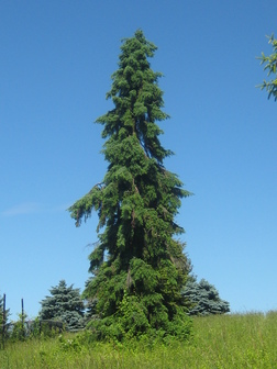 PICEA OMO PENDULA #20/4'BB