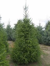 PICEA OMO SERBIAN SPRUCE 7' BB