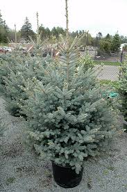 PICEA PUN BONNY BLUE #15/3'-4'