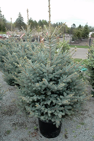 PICEA PUN CHRISTINA #6