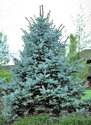 PICEA PUN FAT ALBERT 6' BB