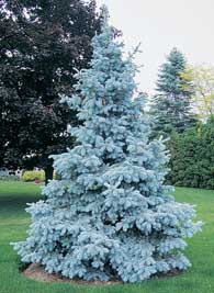 PICEA PUN BABY BLUE #20