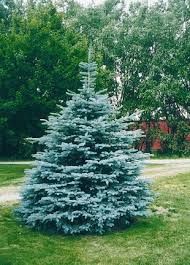PICEA PUN COLORADO SPRUCE #10