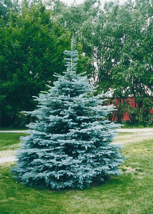 PICEA PUN COLORADO SPRUCE 5' BB