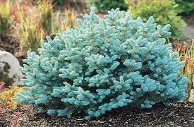 PICEA PUN GLOBE BLUE #3