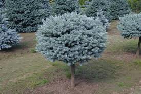 PICEA PUN GLOBE BLUE#10/30"STDTF