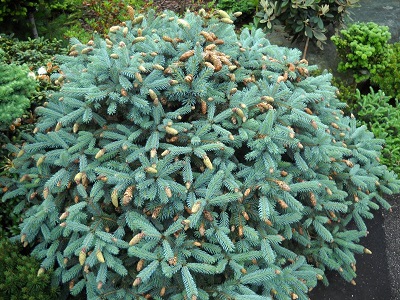 PICEA PUN HERMANN NAUE #7