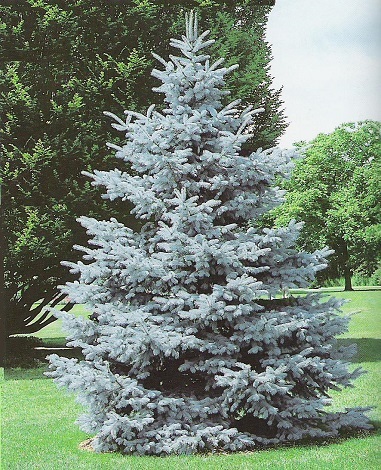 PICEA PUN HOOPSII #10