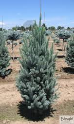 PICEA PUN FASTIGIATA 5' BB
