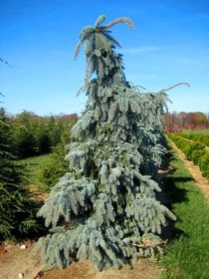 PICEA PUN PENDULA WEEP #10