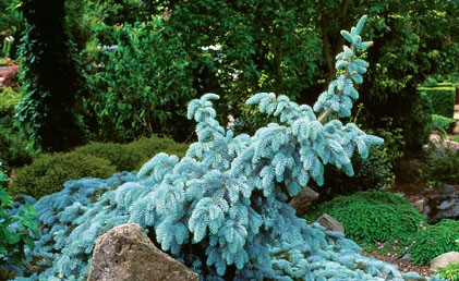 PICEA PUN ROUNDABOUT #3