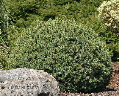 PICEA PUN ROUNDABOUT #7