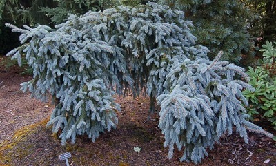 PICEA PUN THE BLUES #10 WEEPING