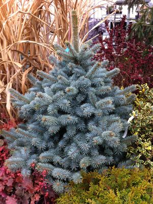 PICEA PUN ZAFIRO #3