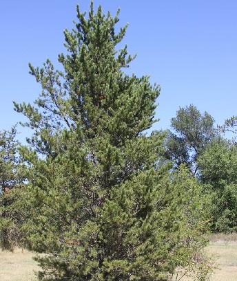 PINUS BAN JACK PINE #3 DS