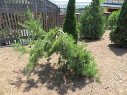 PINUS BAN UNCLE FOGEY JACK #7