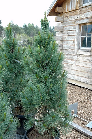 PINUS CEM ALGO PILLAR #20/4'BB