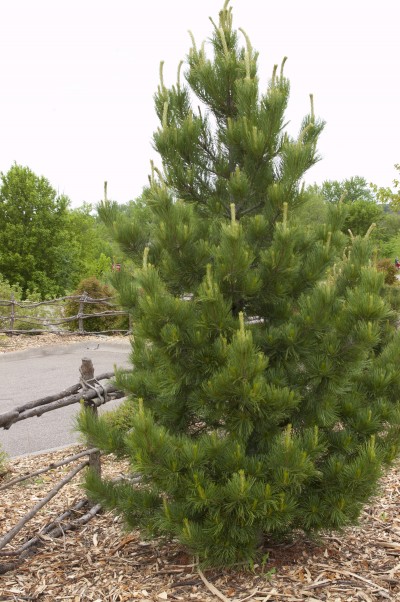 PINUS CEM CHALET #10
