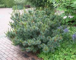 PINUS CEM GLAUCA NANA #20/4'
