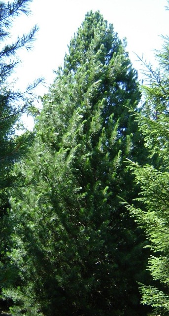 PINUS CEM PRAIRIE STATESMN#15/3'