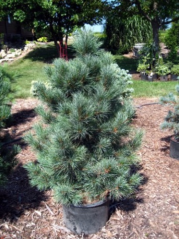 PINUS CEM WESTERSTEDE #20/4'