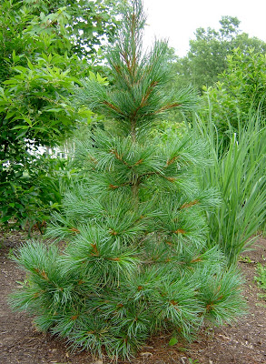 PINUS CEM SWISS STONE PINE #20