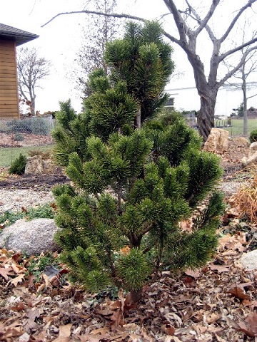 PINUS MUGO COLUMNARIS #7