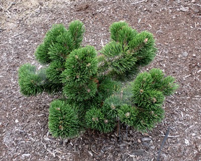 PINUS MUGO JACOBSEN #3