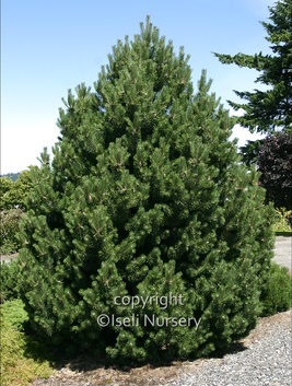 PINUS MUGO LA CABANA #15/3'