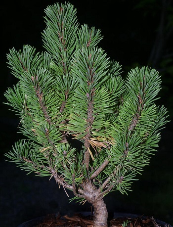 PINUS MUGO LAKE VIEW #7
