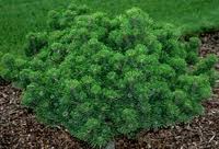 PINUS MUGO SHERWOOD COMPACT #3