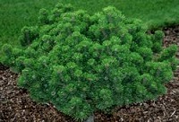 PINUS MUGO SHERWOOD COMPACT #7