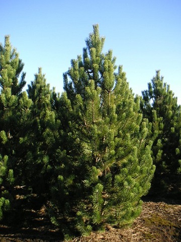 PINUS MUGO TANNENBAUM 6' BB