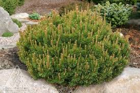 PINUS MUGO SLOWMOUND #3