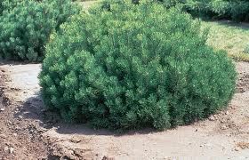 PINUS MUGO VALLEY CUSHION #3