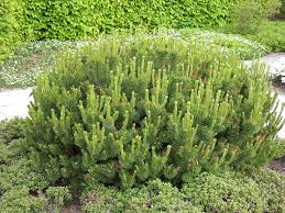 PINUS MUGO PUM MUGO PINE #5