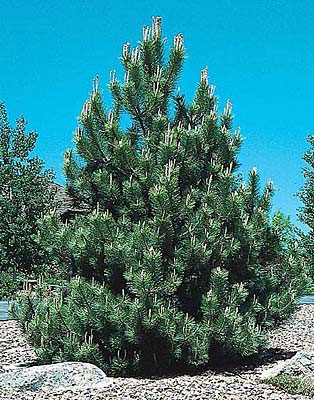PINUS NIGRA AUSTRIAN PINE#10